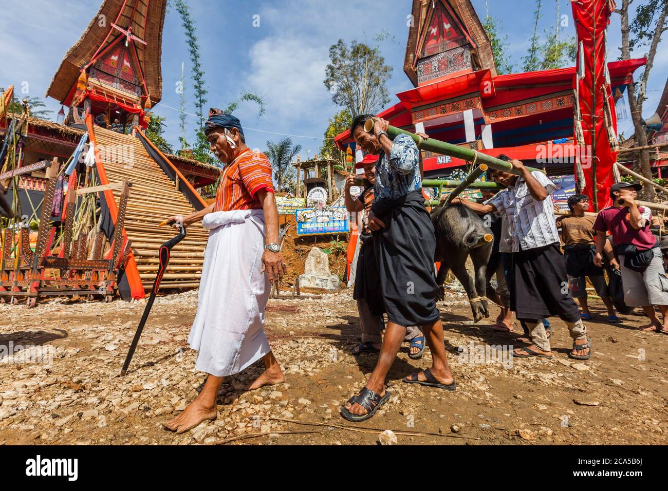 Indonesia, Sulawesi, Tana Toraja, Makale, funeral ceremony, procession and men carrying pigs to be sacrificed Stock Photo