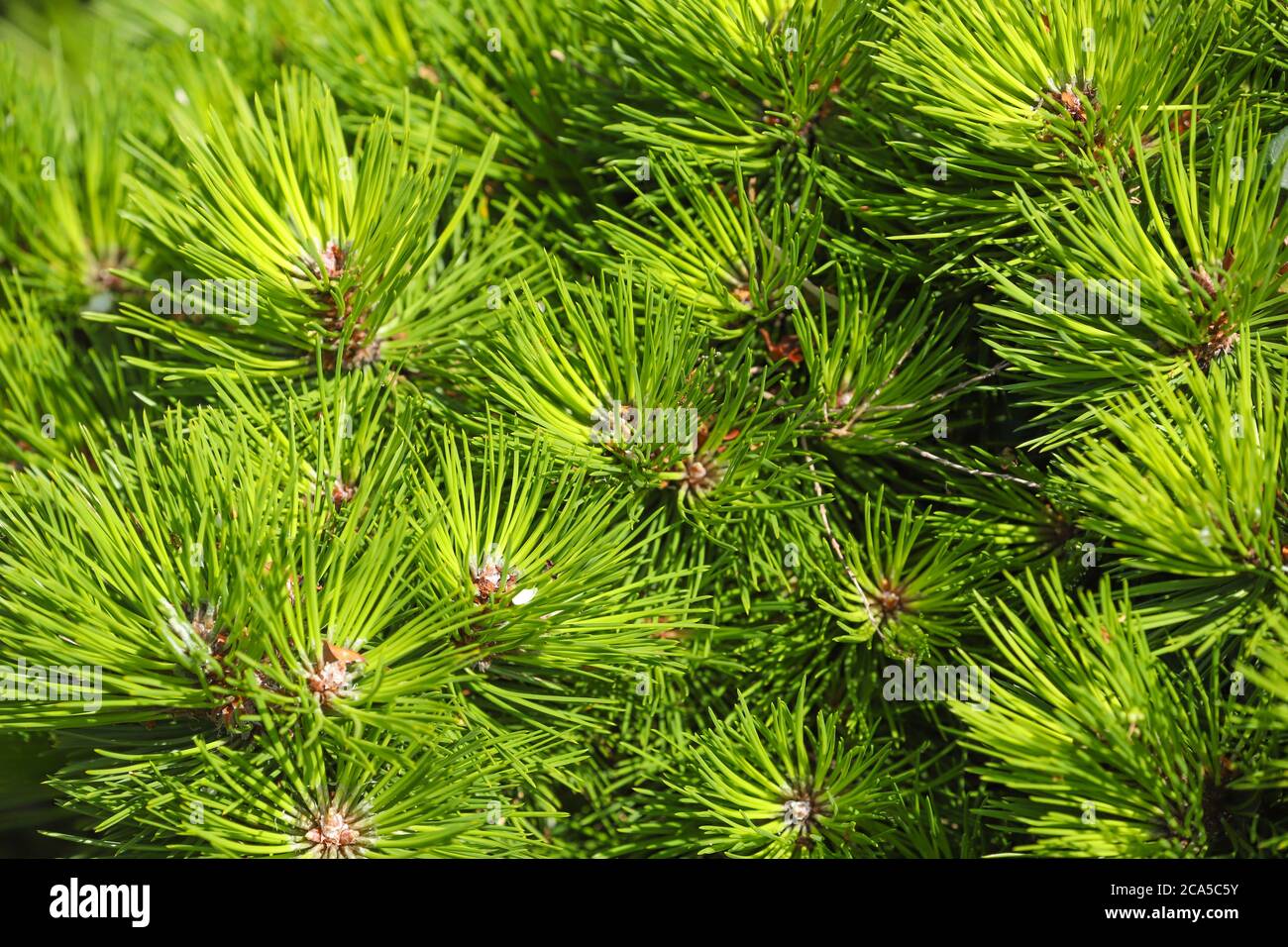 Close up of evergreen branches with vibrant green pine needles in the  afternoon sun as a background of texture Stock Photo