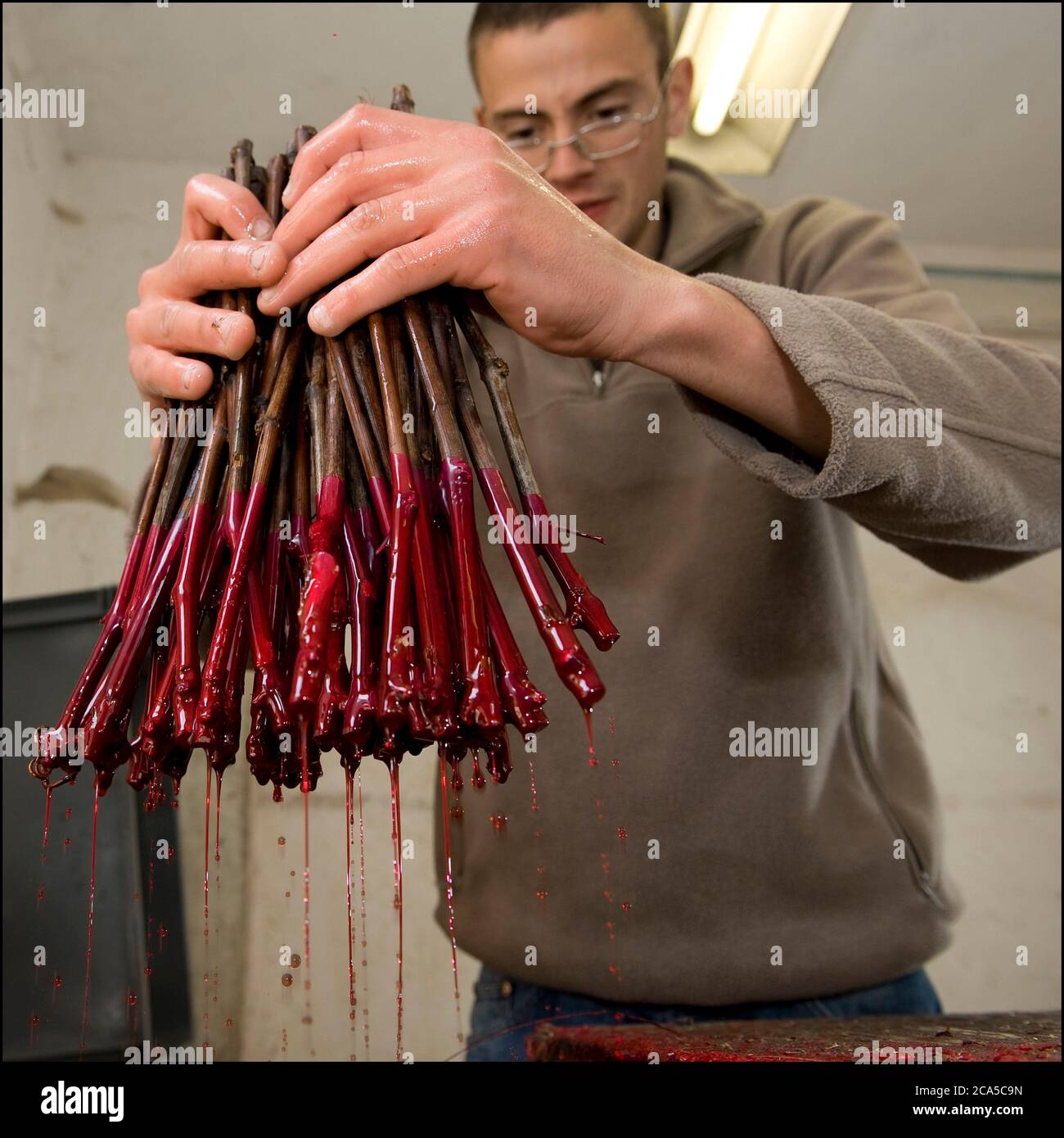 Grafting wax hi-res stock photography and images - Alamy