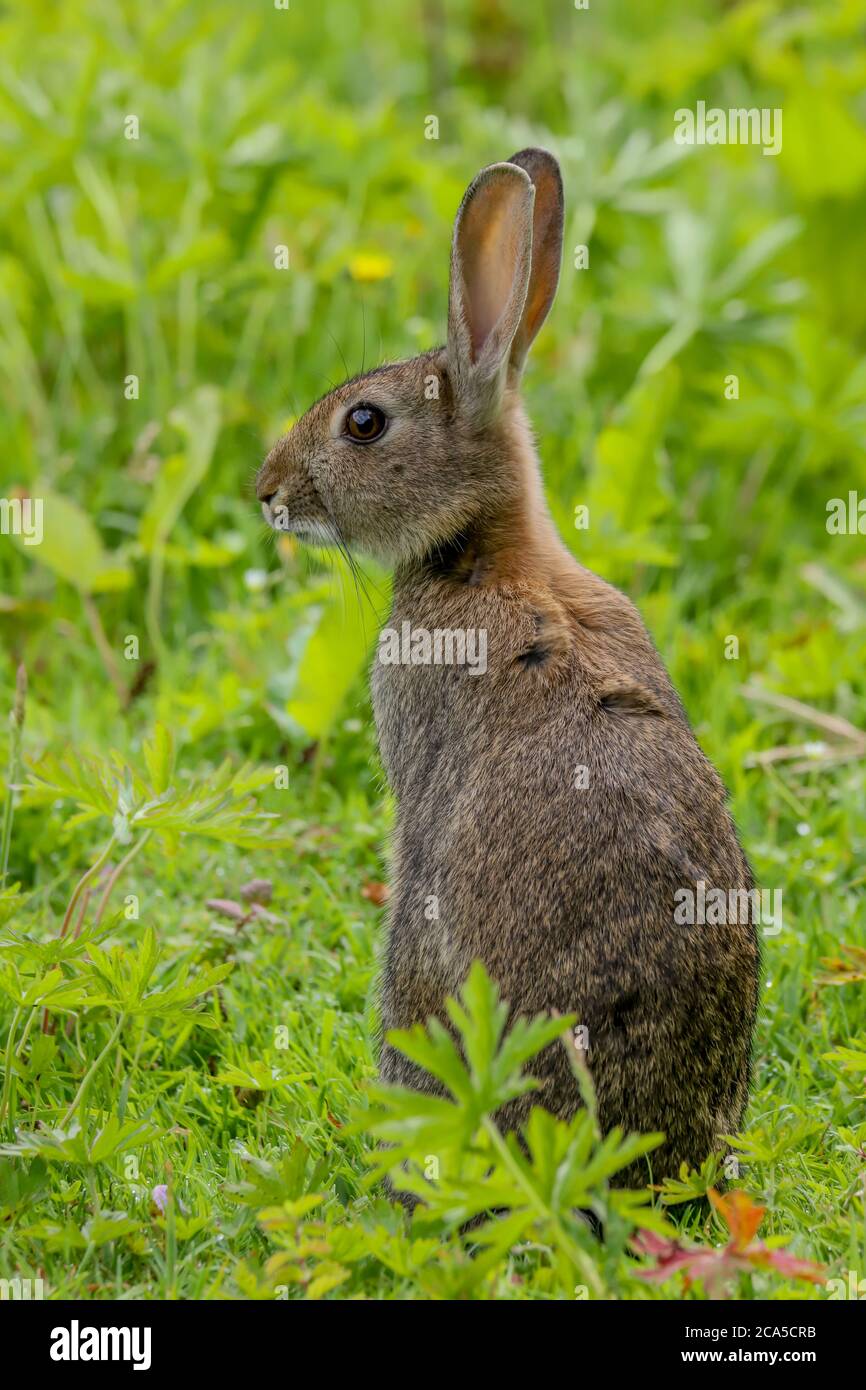 Big Welsh Rabbit Fluffy european rabbit oryctolagus hi-res stock photography and images ...