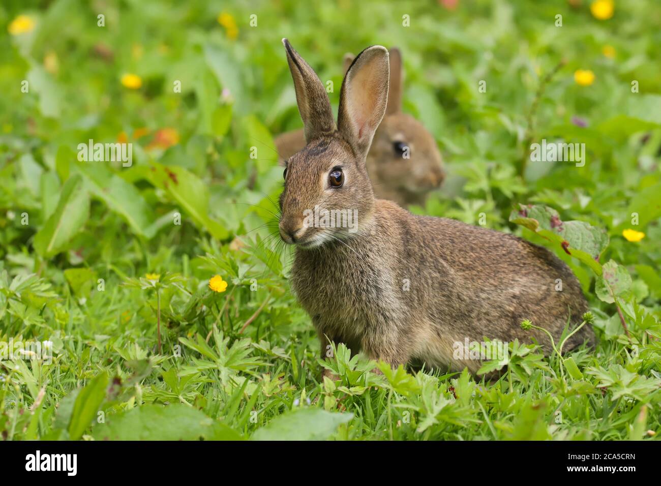 Fluffy european rabbit oryctolagus hi-res stock photography and images ...