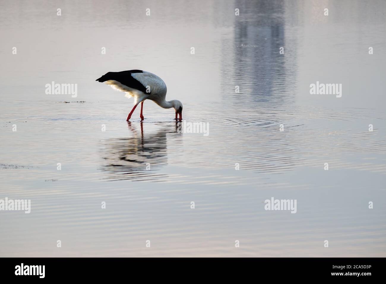 Stork with oyster hi res stock photography and images Alamy