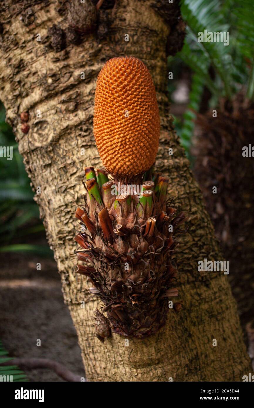 Male Cycas Rumphii plant with reproductive cone. Cycas cairnsiana is a species of cycad in the genus Cycas Stock Photo
