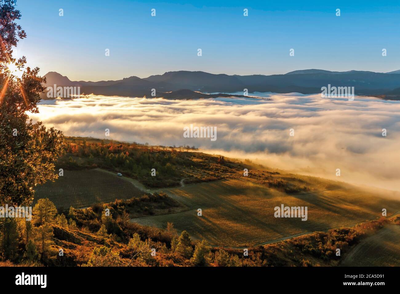 France, Aude (11), Antugnac, vineyard landscape in the mist in autumn at sunrise Stock Photo