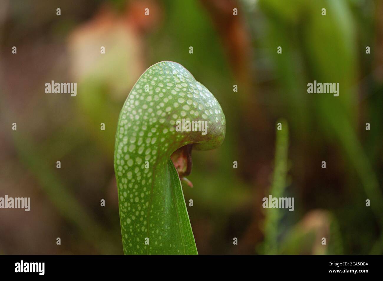 Cobra plant - in latin Darlingtonia californica - also called cobra lily or  California pitcher plant is a meat eating or carnivorous plant Stock Photo  - Alamy