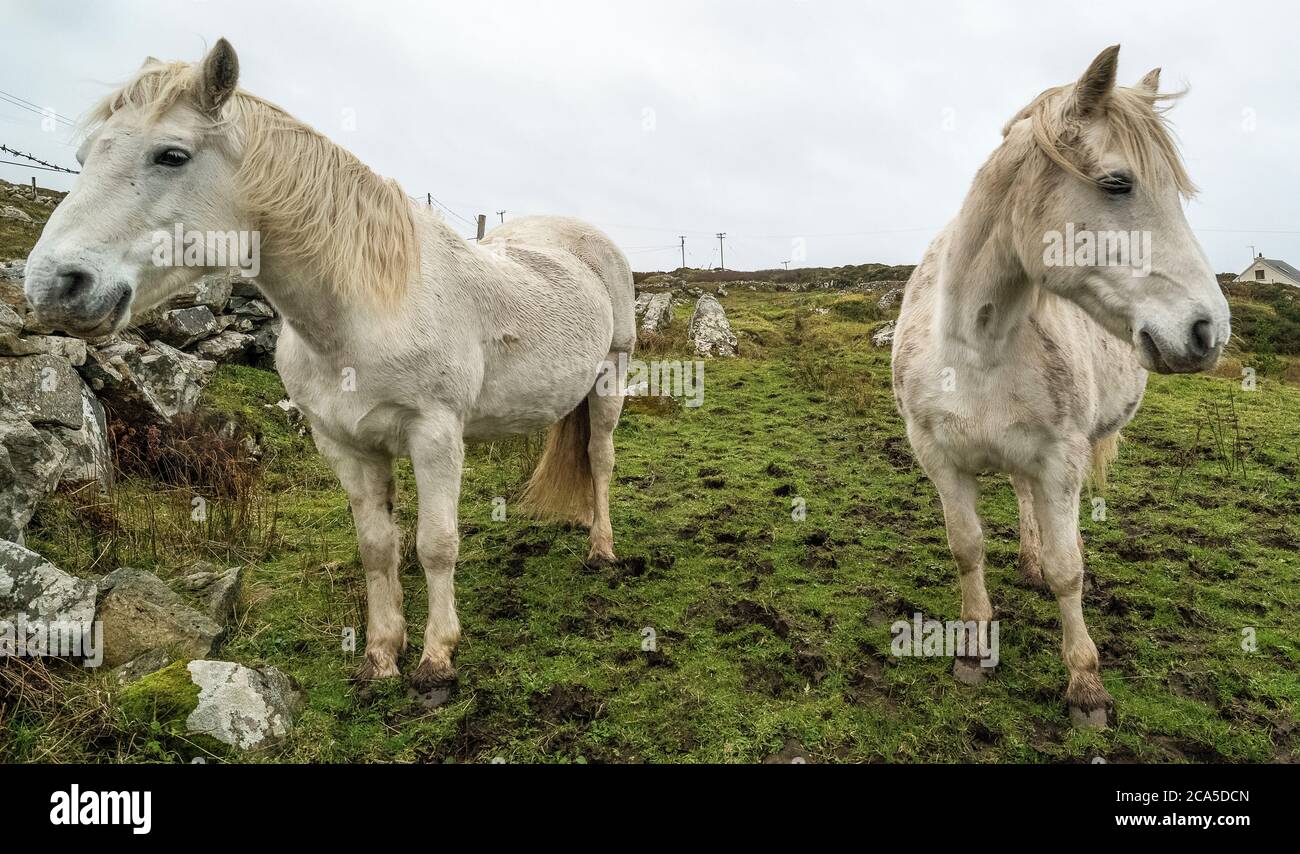 Horses, Connemara, County Galway, Ireland Stock Photo