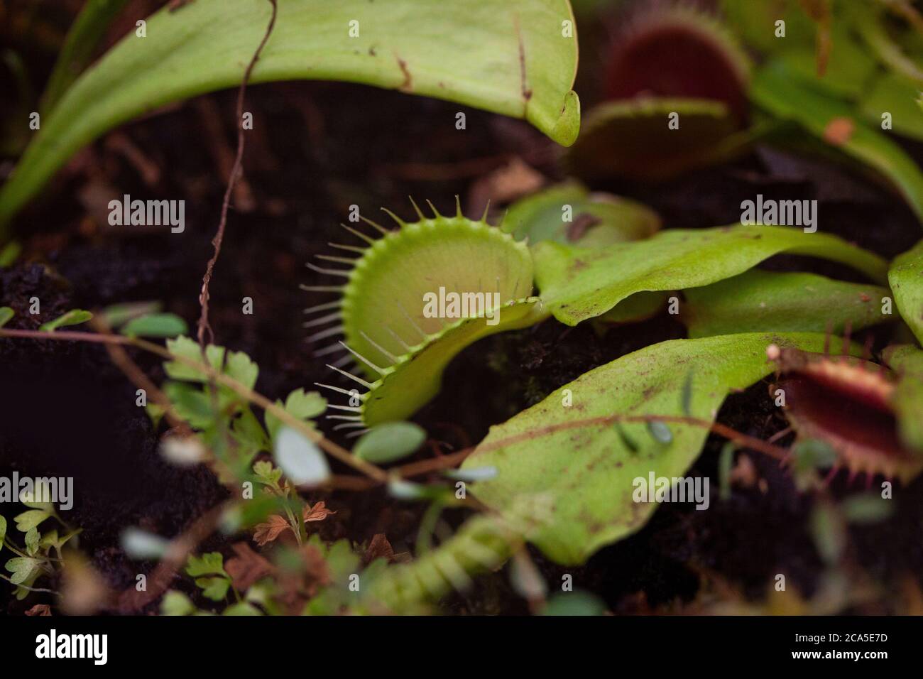 Venus flytrap in latin Dionaea muscipula, is a meat eating or carnivorous plant and use rapid