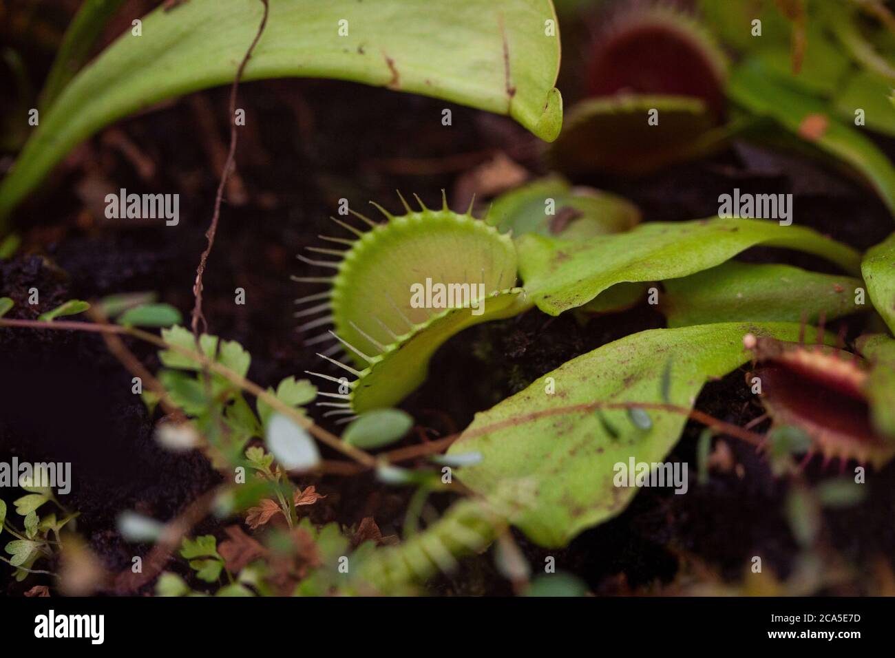 Venus flytrap - in latin Dionaea muscipula, is a meat eating or carnivorous plant and use rapid leaf movements to actively ensnare insects. Stock Photo