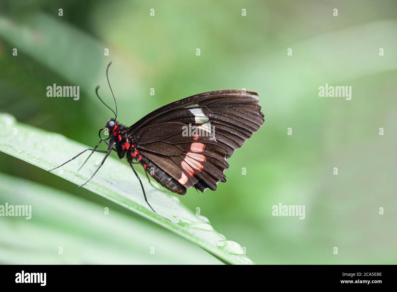 Butterfly sitting on a green leaf with water drops. Close up macro photography. Stock Photo