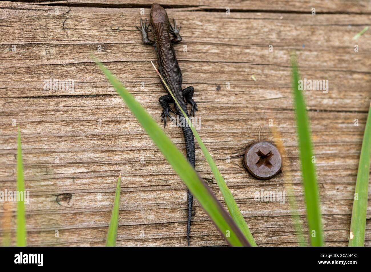 A small black lizard is warming itself on an old Board. Close up Stock Photo