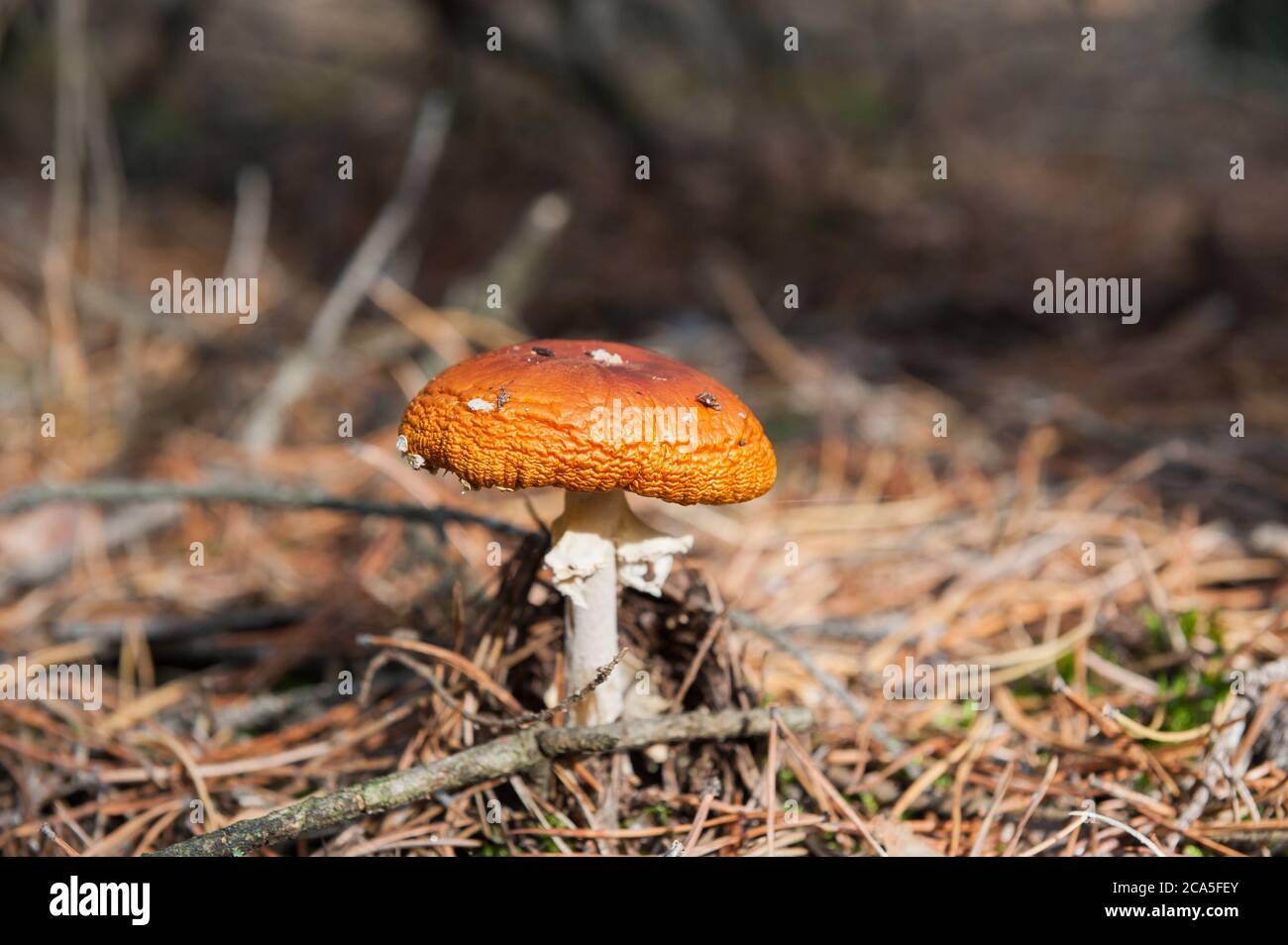 Amanita muscaria, commonly known as the fly agaric or fly amanita Stock Photo