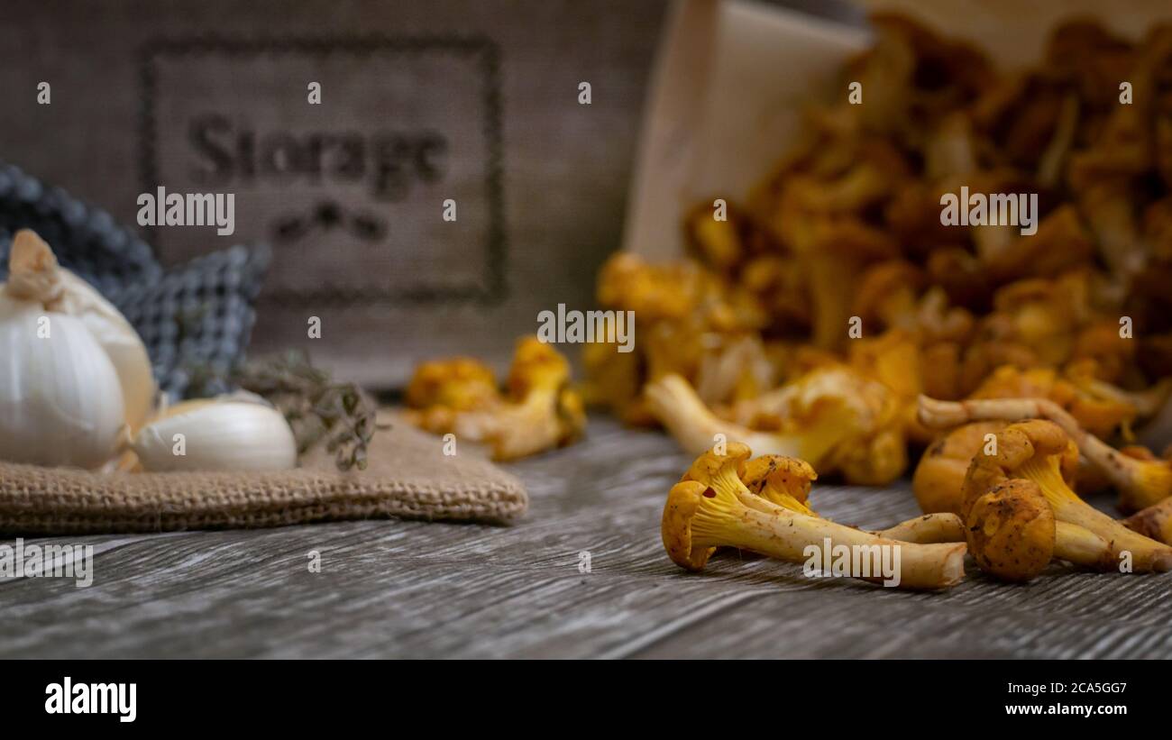 Close up of fresh picked harvest Cantharellus cibarius mushrooms on wood kitchen table ready to be cooked recipe ingredients Stock Photo