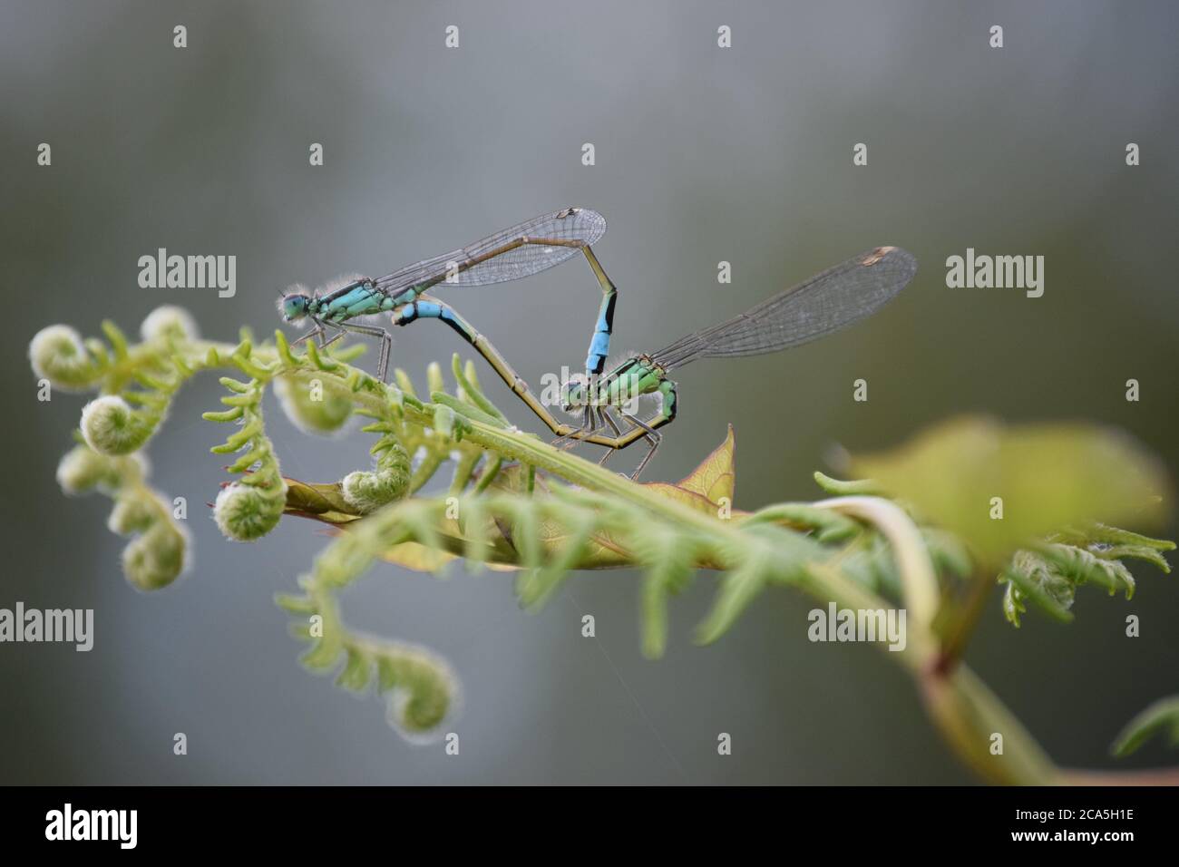 Common Ischnura damselflies mating Stock Photo
