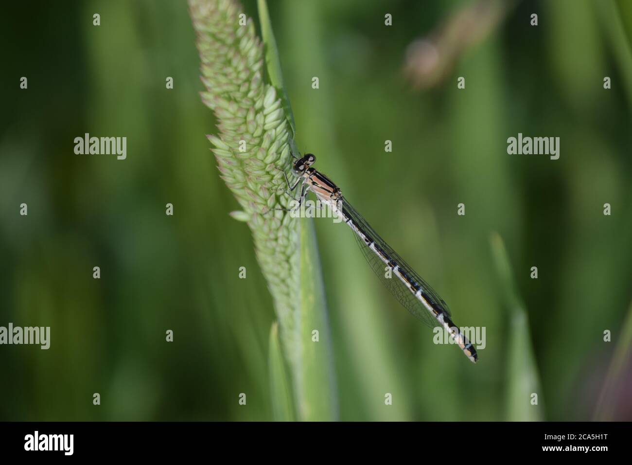 Common Blue Damselfly on Grass Stock Photo - Alamy