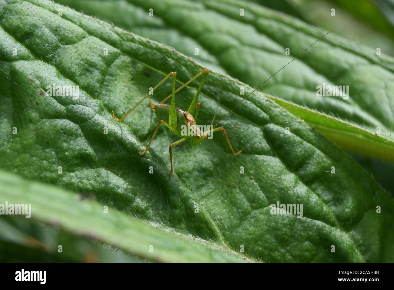 speckled bush cricket on leaf Stock Photo