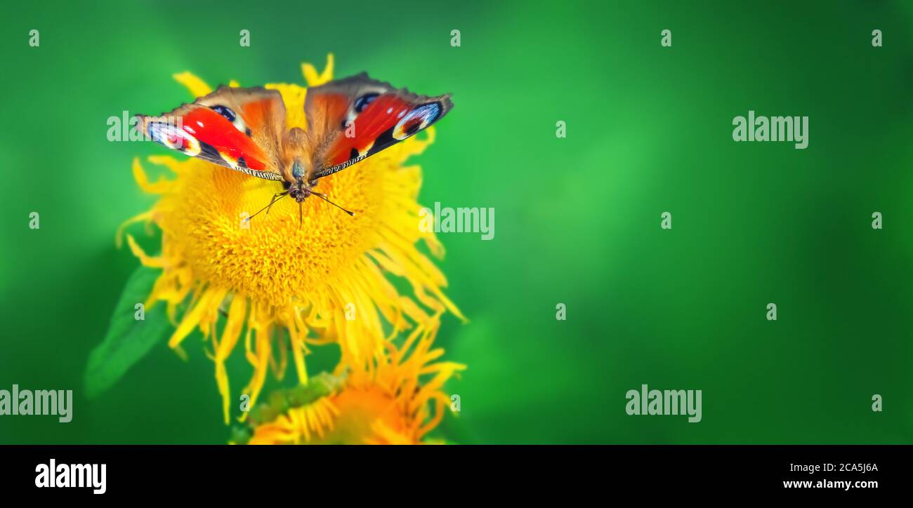 Butterfly peacock sits on a yellow flower Stock Photo
