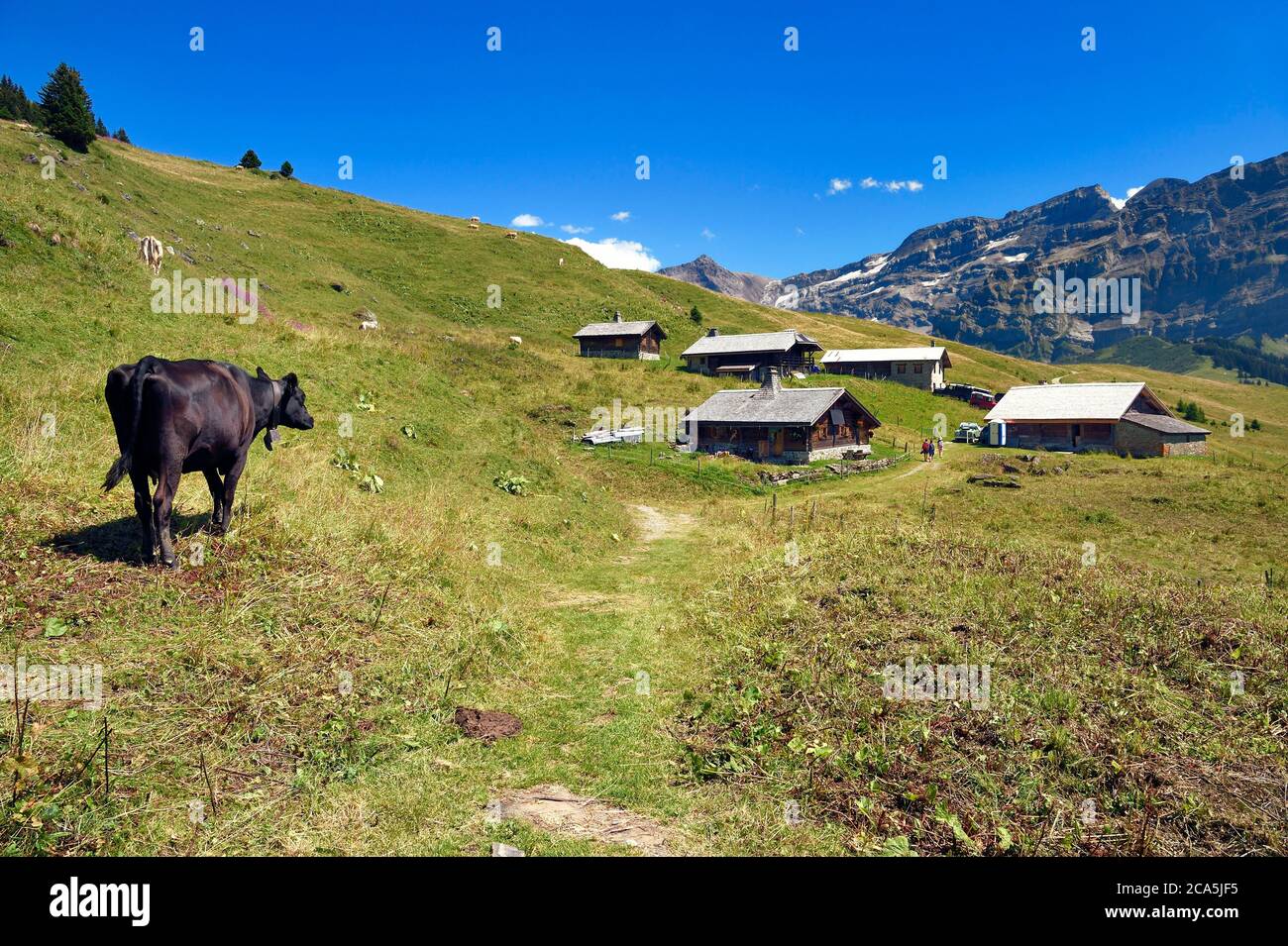 Switzerland, Canton of Vaud, Villars-sur-Ollon, hike from the Bretaye pass to the Croix pass passing through the hamlet of Ensex, the hamlet of Ensex Stock Photo