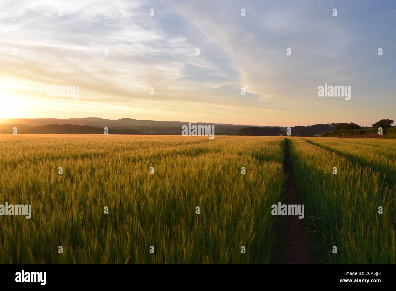 barley field at sunset Stock Photo