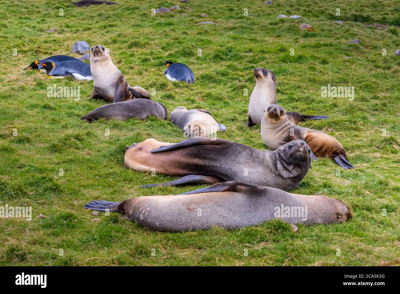 Antarctica, South Georgia Island (British overseas territory), Saint Andrews Bay, colony of Antarctic fur seals or Kerguelen seals (Arctocephalus gazella) Stock Photo