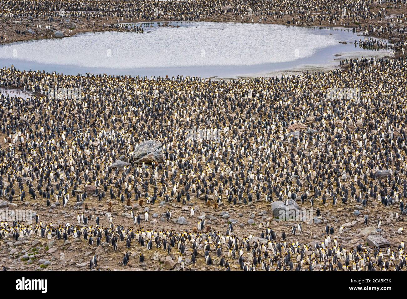 Antarctica, South Georgia Island (British overseas territory), Saint Andrews Bay, colony of King Penguins (Aptenodytes patagonicus) Stock Photo