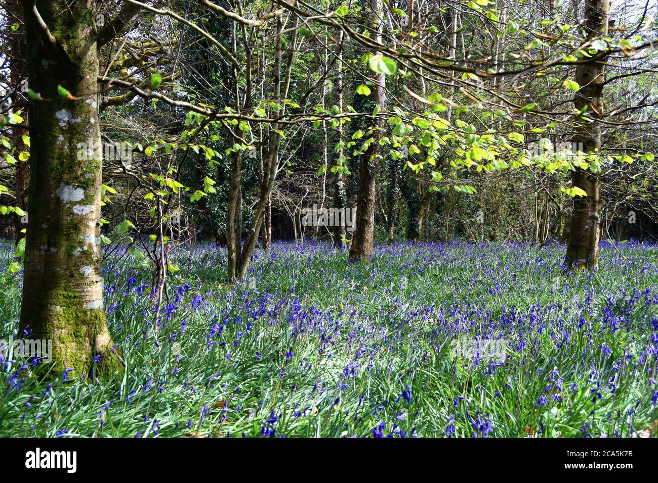 Bluebell carpet hi-res stock photography and images - Alamy