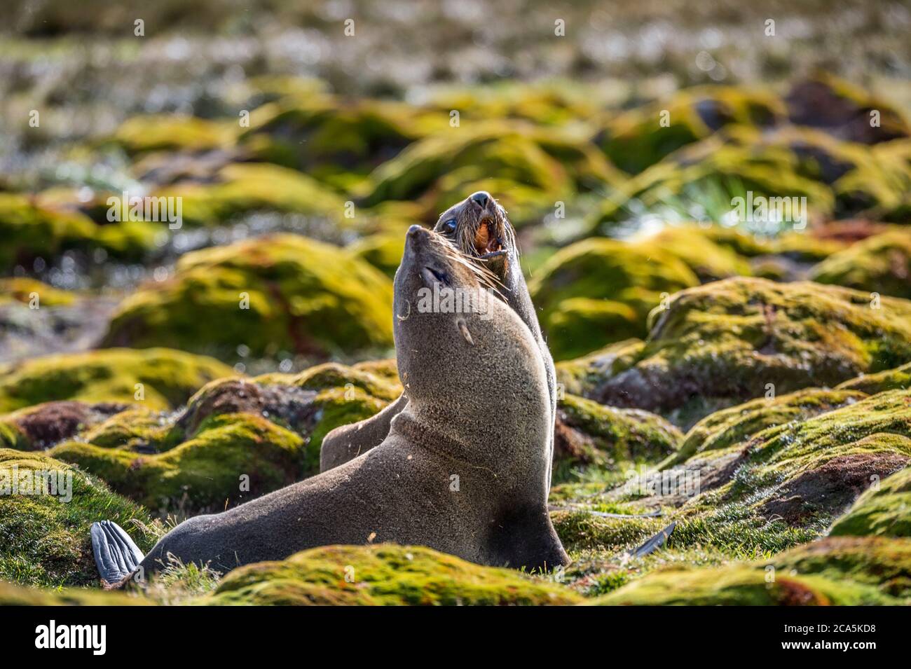 Antarctica, South Georgia Island (British overseas territory), Stromness Bay, combat of Antarctic fur seals or Kerguelen seals (Arctocephalus gazella) Stock Photo