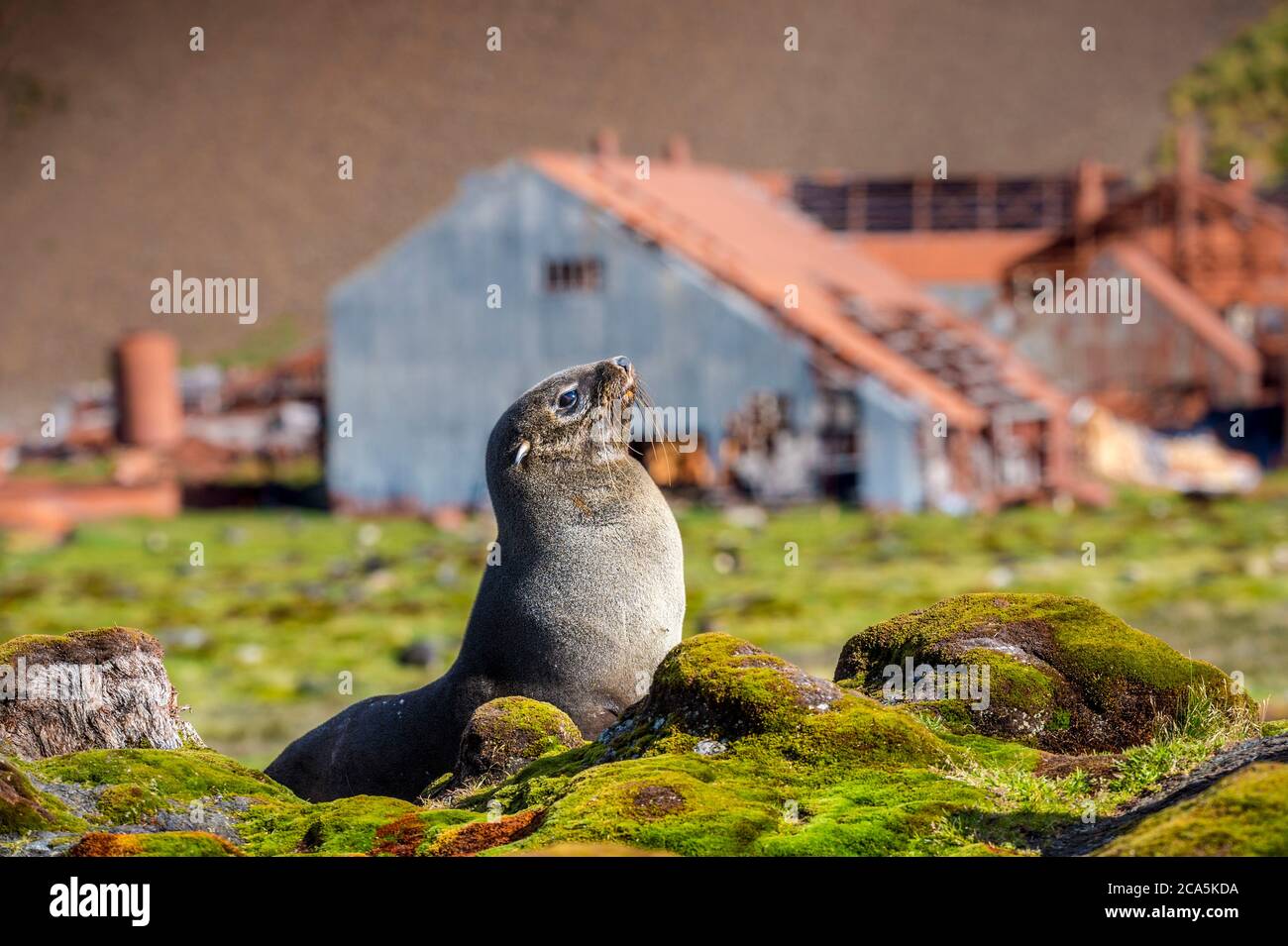 Antarctica, South Georgia Island (British overseas territory), Stromness Bay, Antarctic fur seal or Kerguelen seal (Arctocephalus gazella) Stock Photo