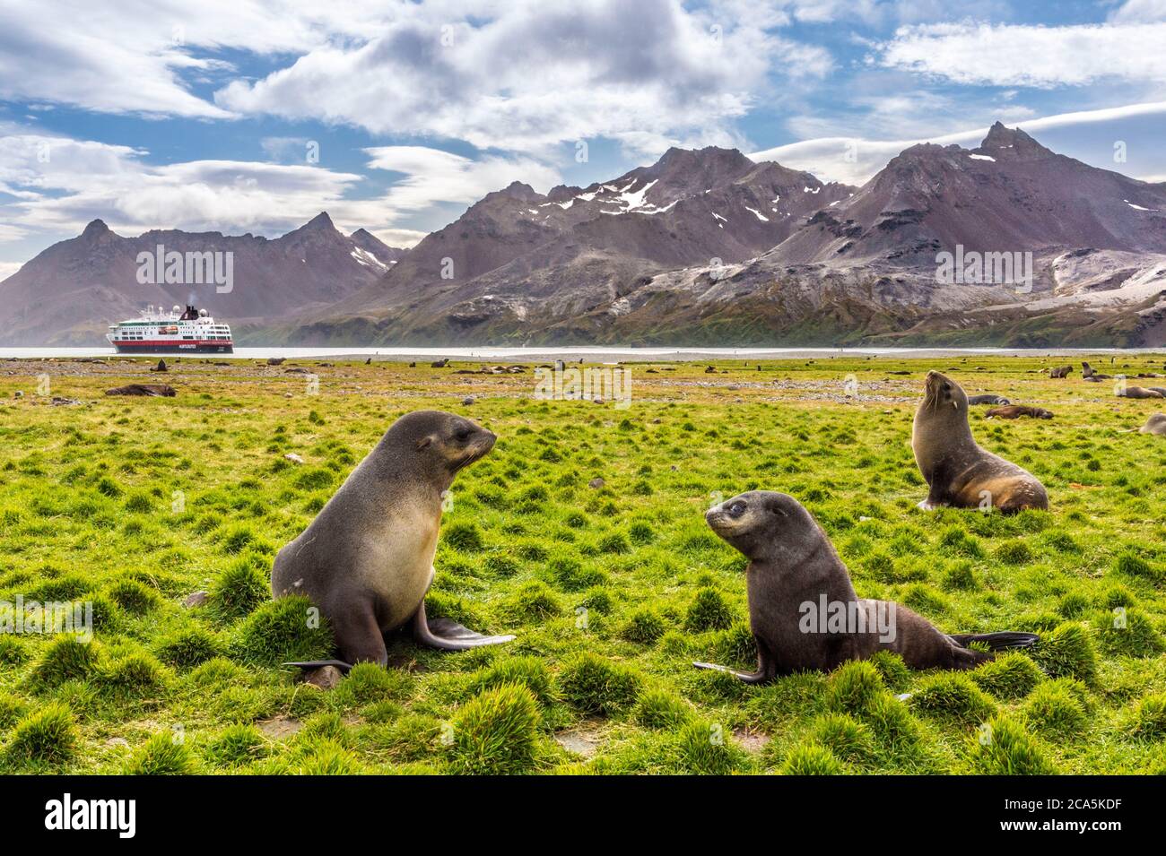 Antarctica, South Georgia Island (British overseas territory), Fortuna Bay, Antarctic fur seal or Kerguelen seal (Arctocephalus gazella) Stock Photo