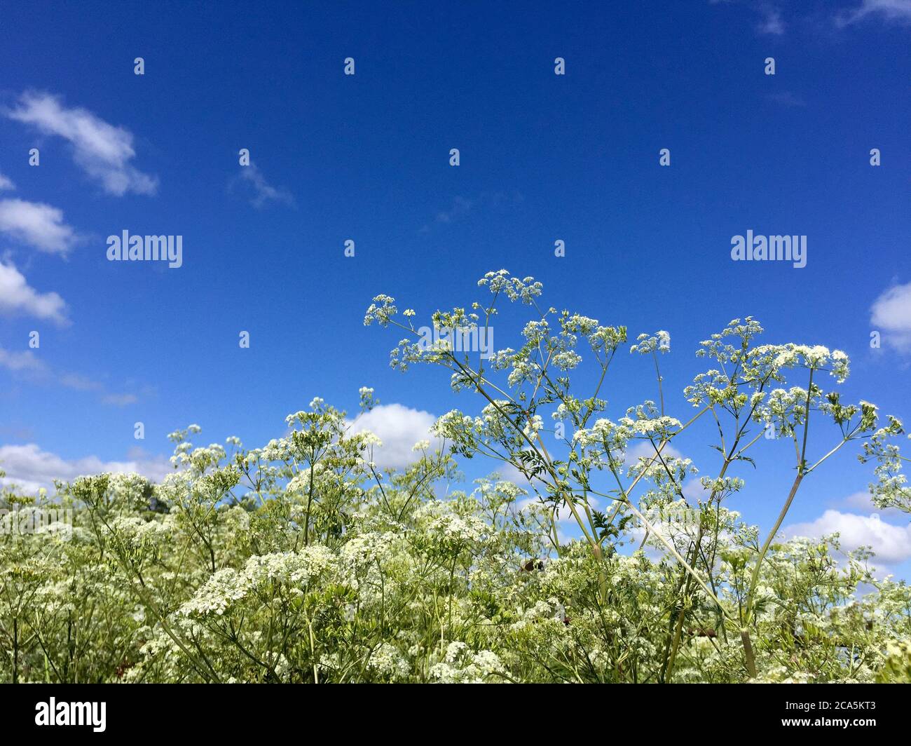 White cow parsley flowers, also known as keck or wild chervil, against blue sky. Background. Scientific name Anthriscus sylvestris. Stock Photo