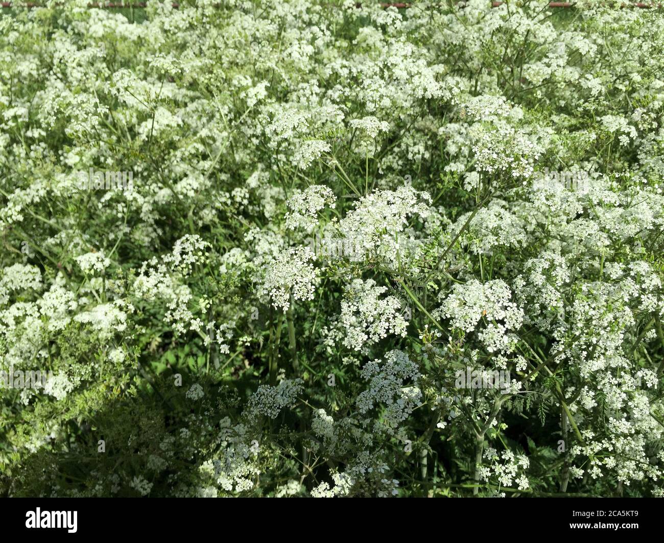 A profusion of white cow parsley flowers, also known as keck or wild chervil. Background. Scientific name Anthriscus sylvestris. Stock Photo