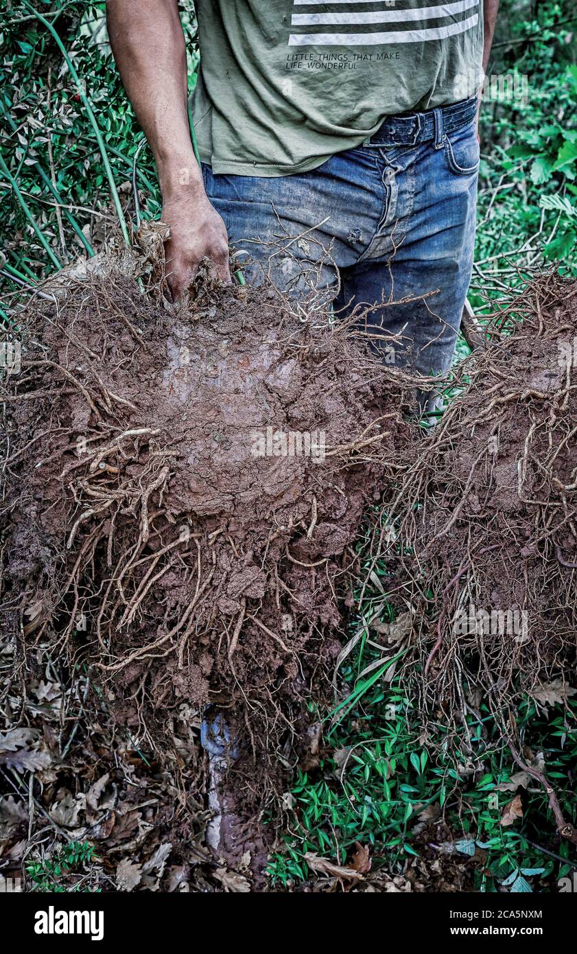 Turkey, Sakarya, Hendek, young gypsy man harvesting holly roots in a ...