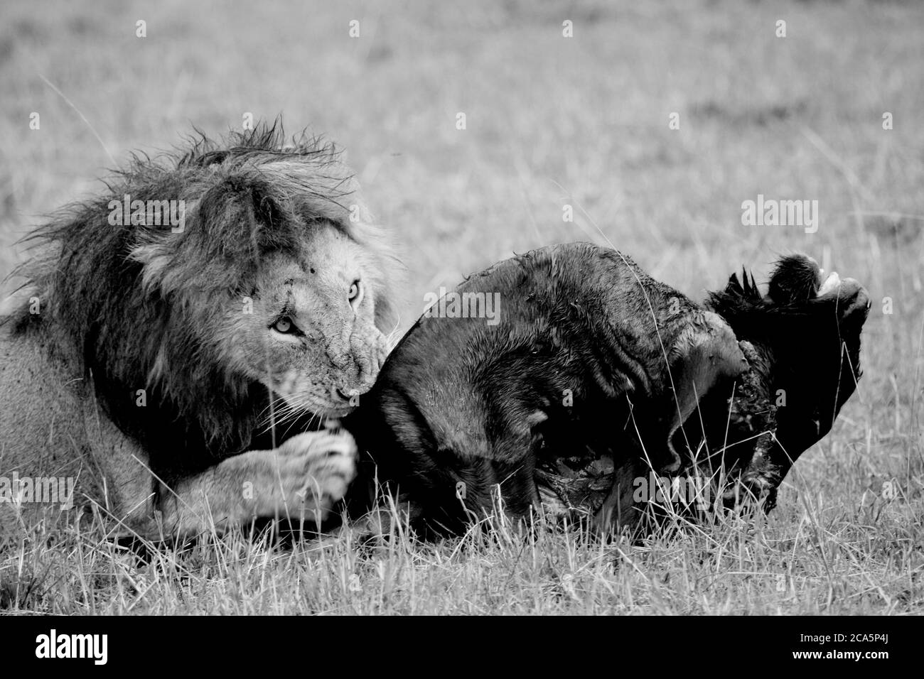 Lion with carcass hi-res stock photography and images - Alamy