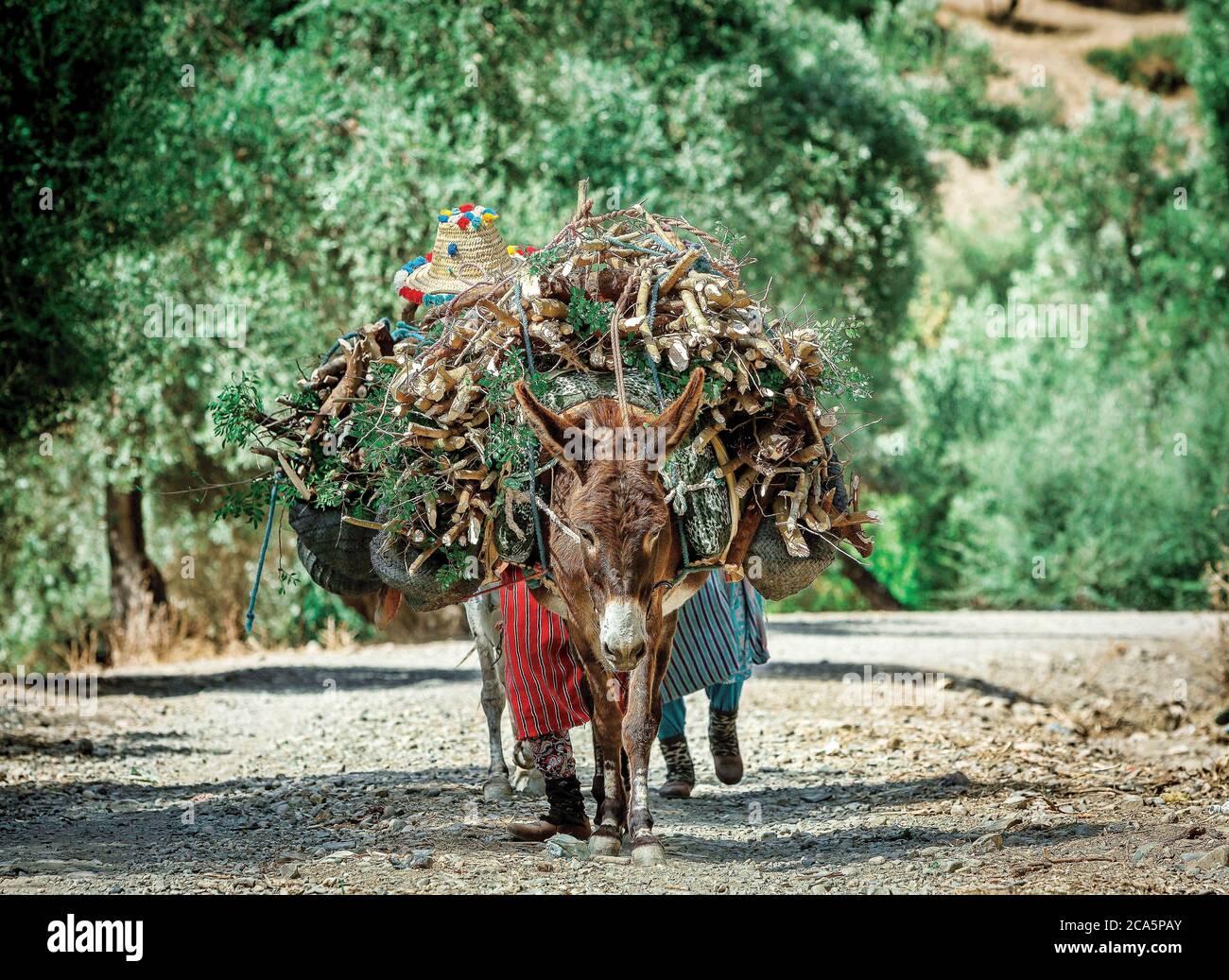 Morocco, Meknes, peasant women carrying wood on a donkey in the middle of nature on a path Stock Photo