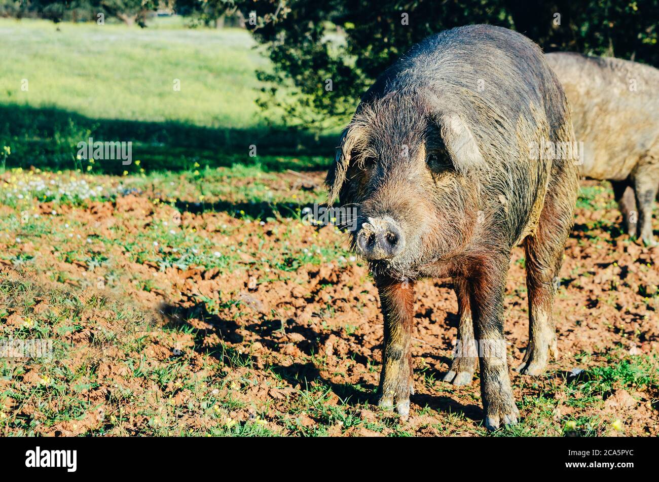 Close up portrait of iberican pig Stock Photo