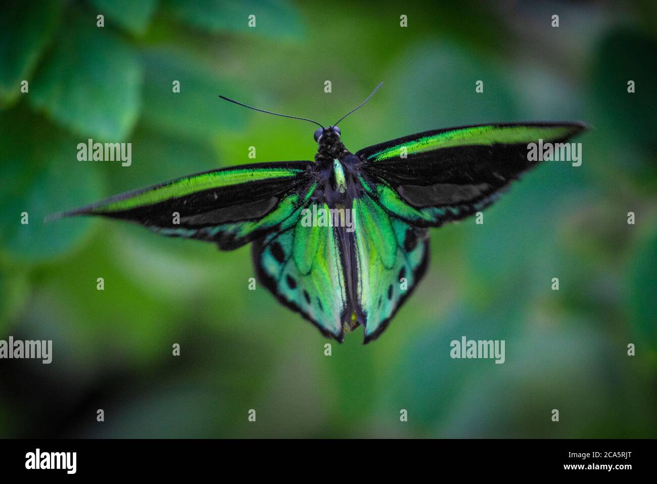 Butterfly in flight hires stock photography and images Alamy