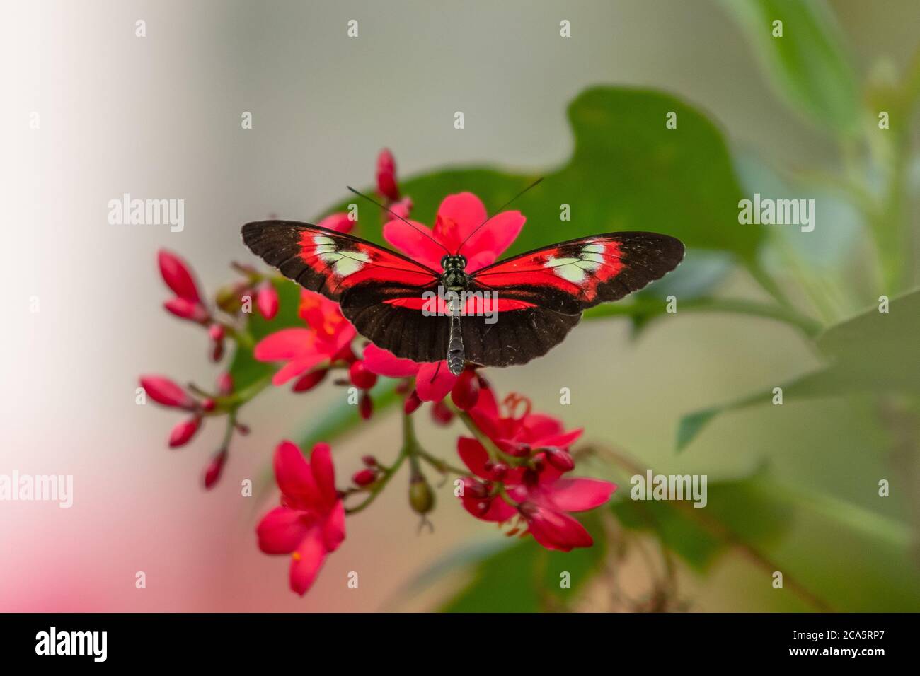 Piano Key Butterfly gathering nectar from a flower Stock Photo