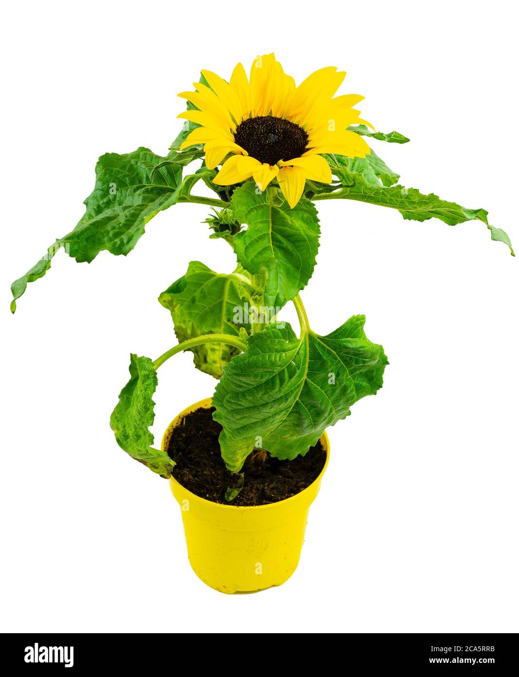 high angle view of potted blooming sunflower against white background Stock Photo