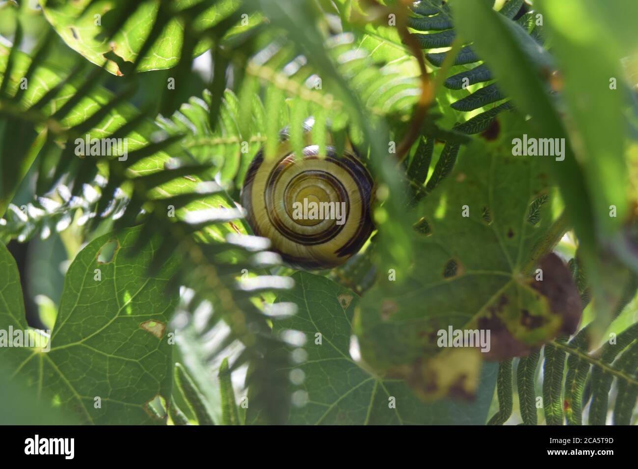 snail in ferns Stock Photo
