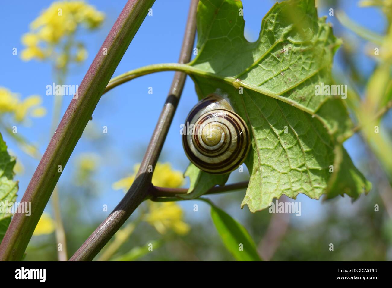 Snail on bottom of leaf Stock Photo