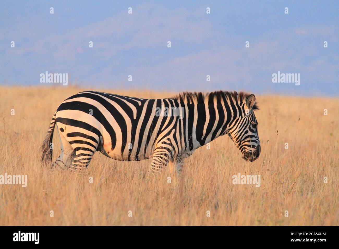 Plains Zebra, Kenya Stock Photo Alamy