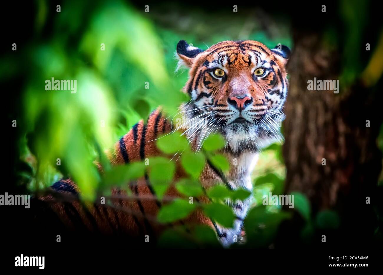 Malayan tiger hi-res stock photography and images - Alamy