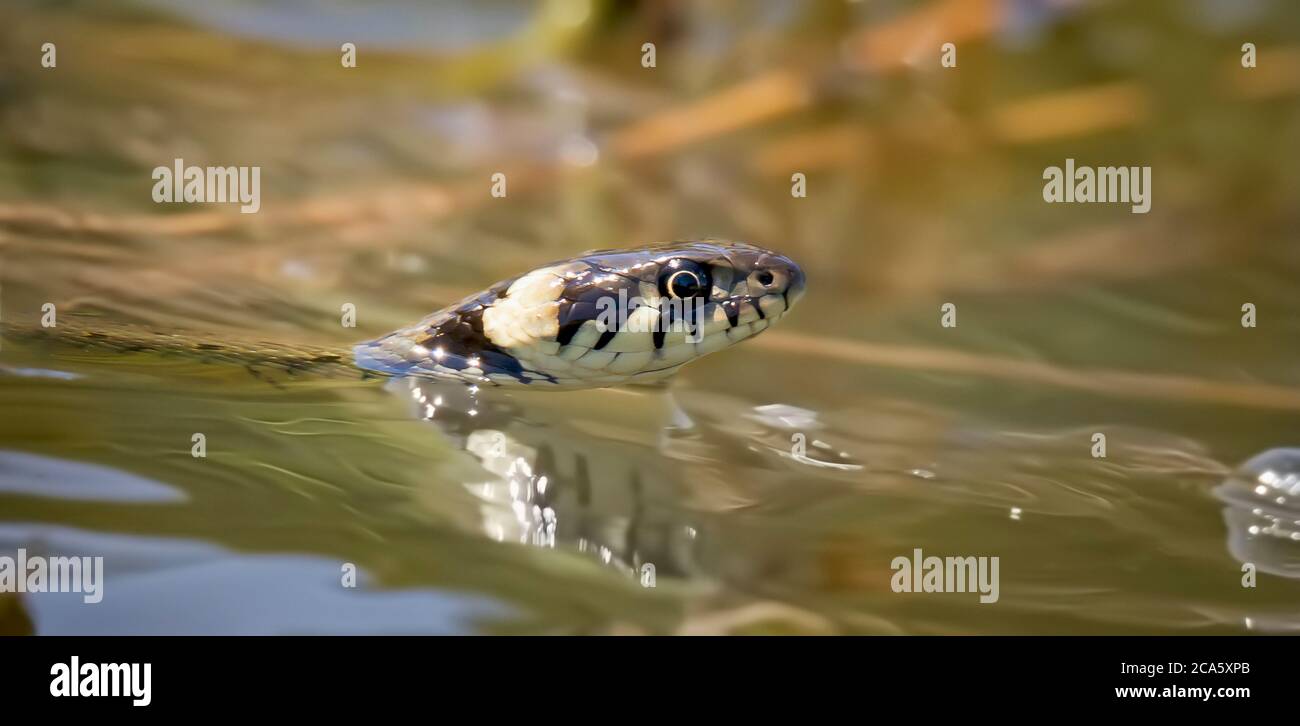 The grass snake Natrix natrix, The grass snake swims in the water, fishing for fish. Stock Photo