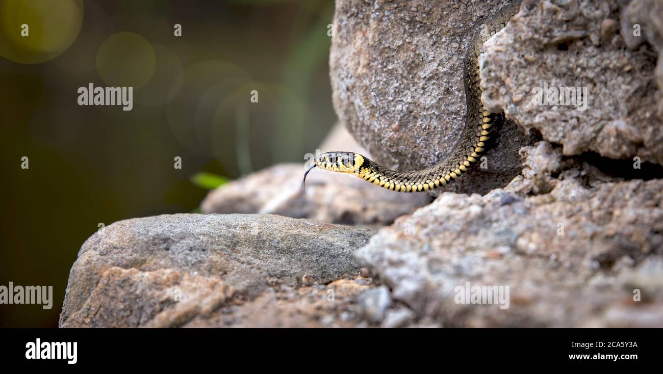 The grass snake Natrix natrix, snake crawls on a hot rock rock. Stock Photo