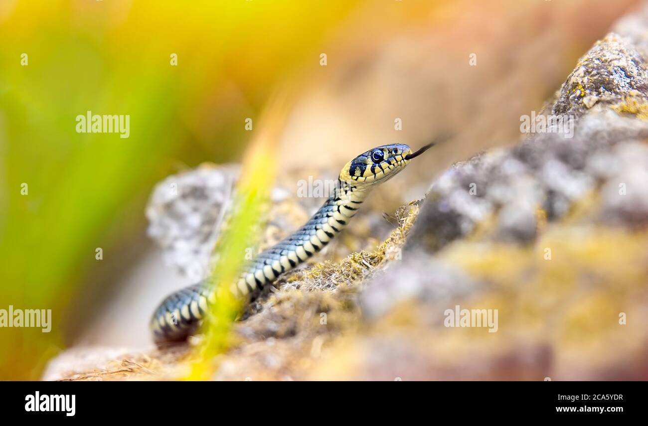 The grass snake Natrix natrix, snake crawls on a hot rock rock. Stock Photo
