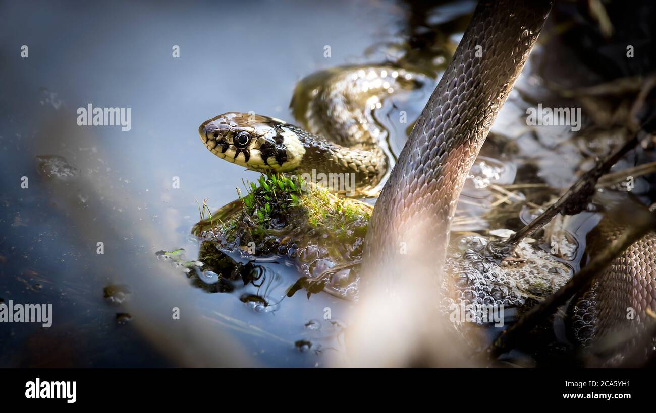 The grass snake Natrix natrix, The grass snake swims in the water, fishing for fish. Stock Photo