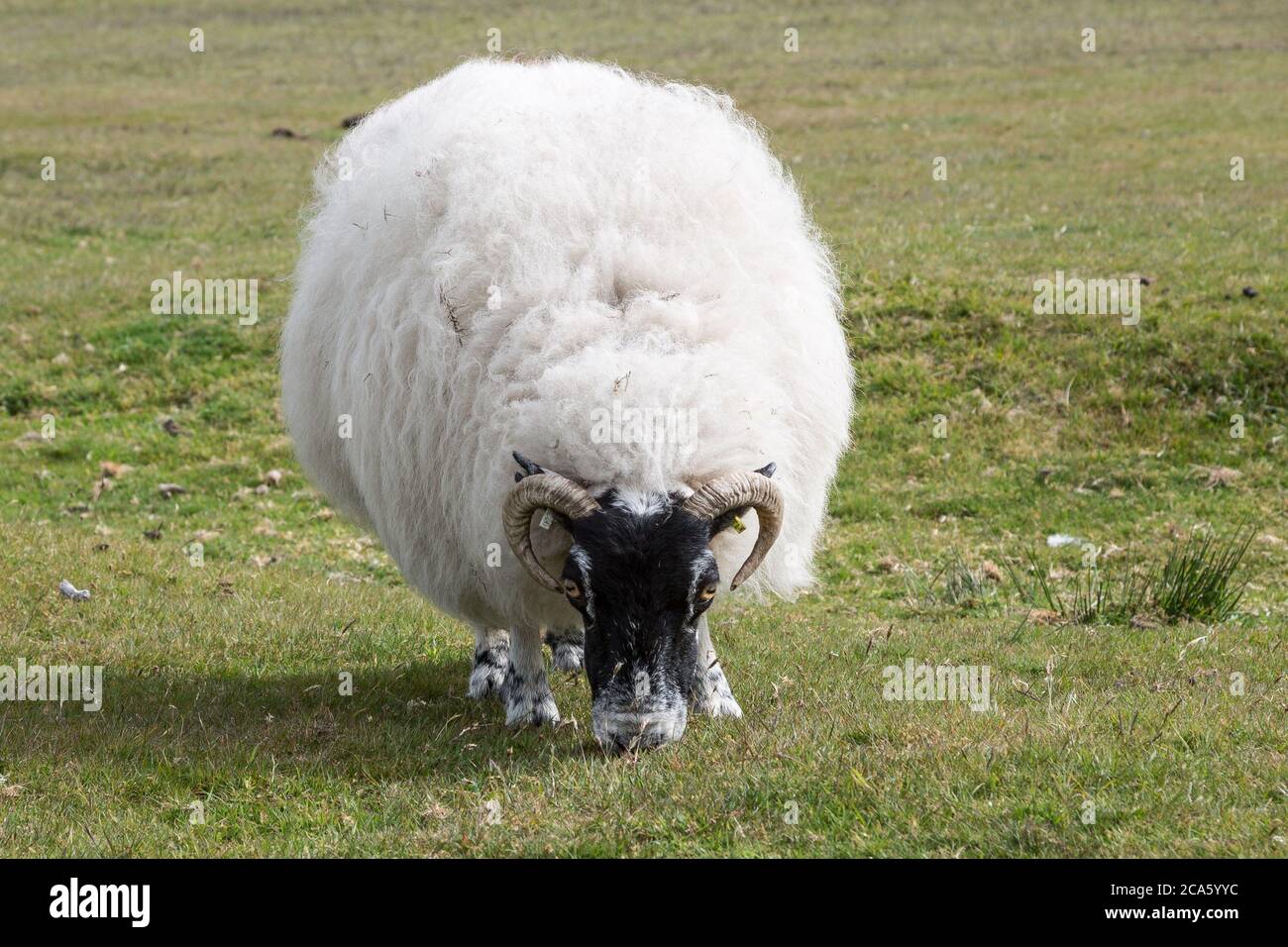 Swaledale sheep wearing thick coat ready to be shaved, Cornwall UK Stock Photo
