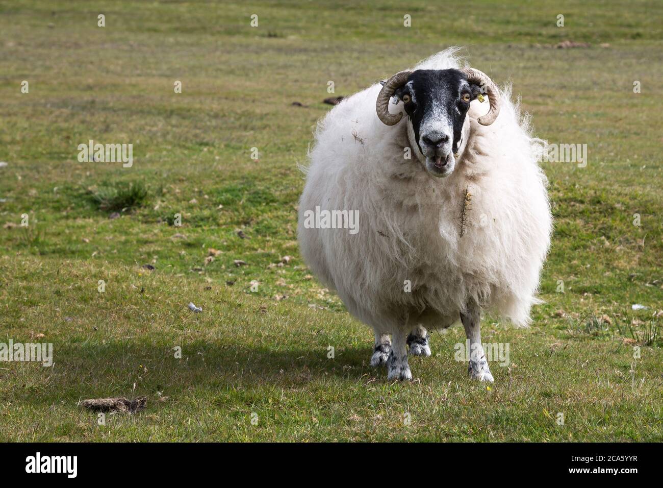 Swaledale sheep wearing thick coat ready to be shaved, Cornwall UK Stock Photo