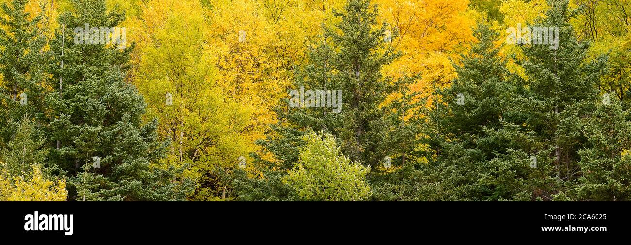 Forest in autumn, Gros Morne National Park, Newfoundland Island, Canada Stock Photo