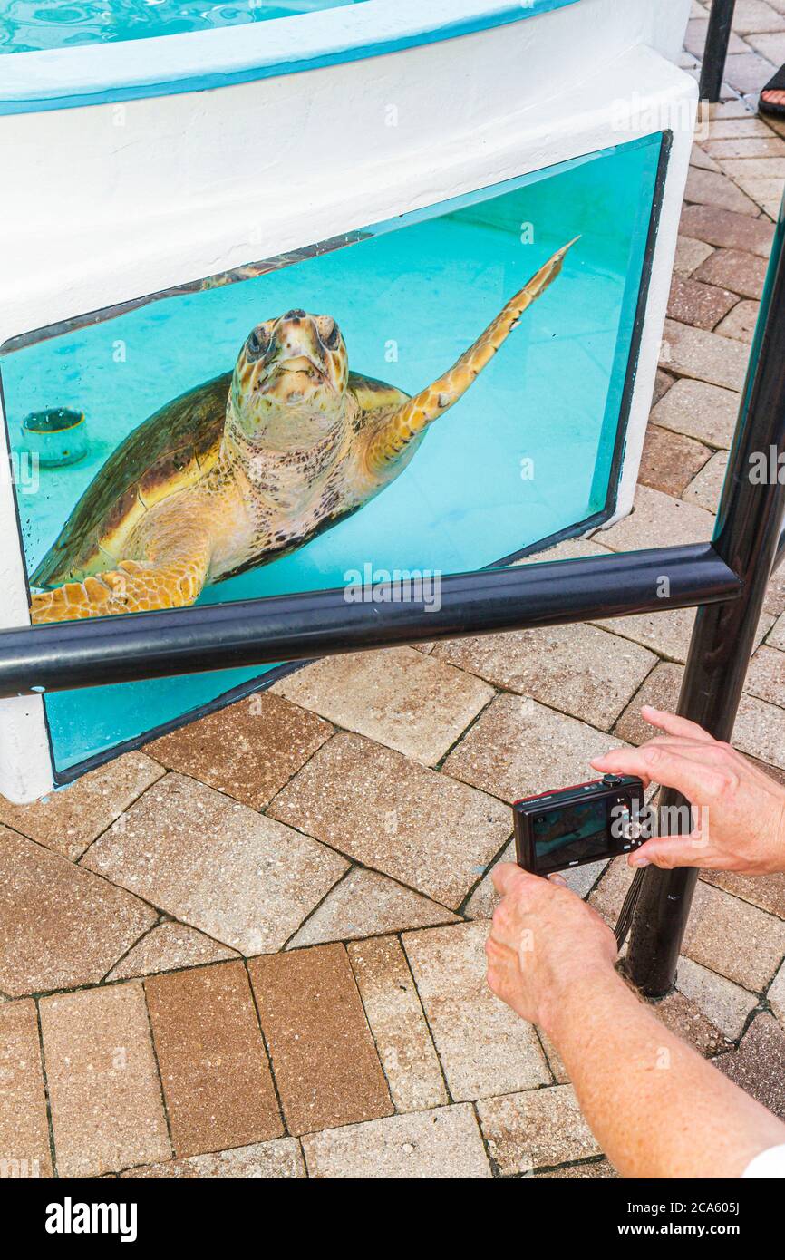 https://c8.alamy.com/comp/2CA605J/juno-beach-floridahighway-a1aloggerhead-parkloggerhead-marinelife-centercentresea-turtleexhibit-exhibition-collectionmuseumtankcameradigital-2CA605J.jpg