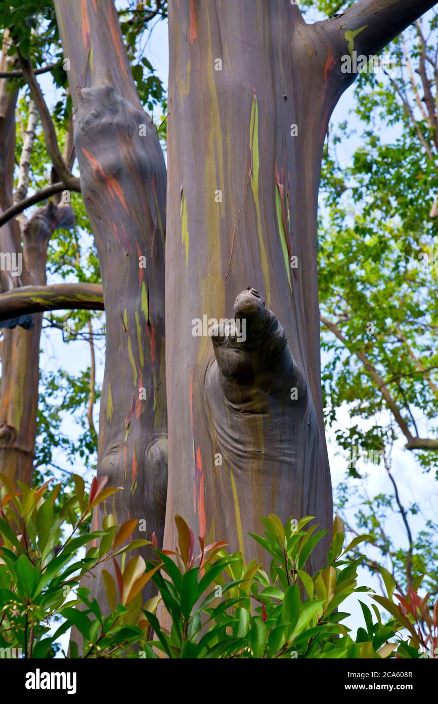 Rainbow eucalyptus hi-res stock photography and images - Alamy